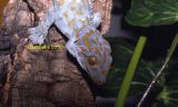 Gekko gecko